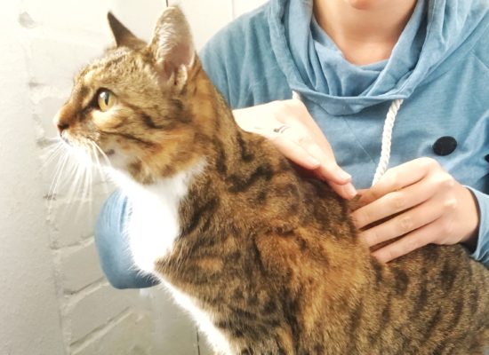 Osteopathie für Katzen Hannover Kleintierosteopathie